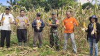 Kendalikan Inflasi Pangan, Koramil Kurun Bersama Dinas Pertanian Panen Perdana Jagung Hibrida