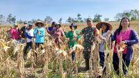 Babinsa Koramil Kurun Panen Jagung Hibrida Bersama Poktan Setempat