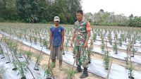 Babinsa Koramil 431-03/Kelapa Komsos Dengan Petani Cabe Desa Dendang