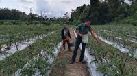 Babinsa Koramil 431-03/Kelapa Serda Sugiyanto Laksanakan Komsos dan Bantu Petani Panen Cabai