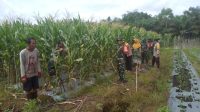 Jaga Ketahanan Pangan, Danramil Bersama Para Babinsa Koramil Pahandut Bantu Warga Panen Jagung