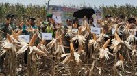 Danramil 1016-05/Rungan Hadiri Panen Raya Jagung