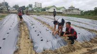 Kodim 0431 memanfaat kan lahan kosong di sekitar Makodim untuk penanaman Cabe