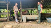 Peduli Peternak Sapi, Babinsa Koramil 431-02/Mentok Laksanakan Komsos di Wilayah Binaan