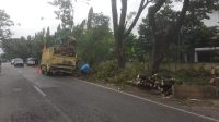 Untuk Mencegah Pohon Tumbang Di jalan Raya Cepokomulyo