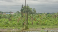 MENGRUSAK POHON PISANG TANPA IZIN DI DESA TEJO KECAMATAN MOJOAGUNG KABUPATEN JOMBANG JAWA TIMUR.PEMILIK LAHAN POHON PISANG AKAN MELAPORKAN KE PIHAK YANG BERWAJIB
