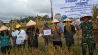 Danramil 1016-06/Kurun Hadiri Panen Perdana Padi MSP 08 Bersama Pemkab Gumas