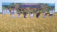 Panen Raya Padi Di Desa Clumprit Kecamatan Pagelaran