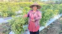 Kisah Ibu Elsita Petani Cabai Asal Desa Pilang Munduk Memenuhi Kebutuhan Pangan Cabai Warga desa Kuala Kurun