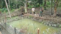 Dukung Pengembangan Budidaya Ikan di Desa Binaan,Babinsa Koramil 431-01/Jebus Beri Saran Bentuk Kelompok Petani Pembudidaya Ikan