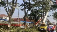 Pemangkasan Pohon Untuk Rasa Nyaman Pengguna Jalan Raya