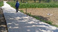 Pemdes Darurejo Melalui Dana Program Jombang Berkadang Laksanakan Pembangunan Rabat Beton Jalan Usaha Tani