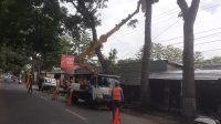 Antisipasi Pohon Tumbang Di Kecamatan Kepanjen