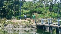 Berdalih Pembangunan Gasebo, Pemdes Pranggang Melalukan Penebangan Pohon di Sumber Complang Tanpa Ijin