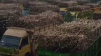 PT KTM didemo ratusan sopir truk tebu , Evaluasi Keberadaan Perusahaan Pabrik Tersebut