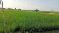 Puluhan ribu hektar lahan padi di Daerah Irigasi Rawa Sekaran terancam Gagal Panen