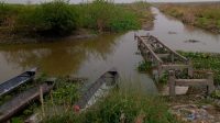 Masyarakat Berharap Pemerintah Tegas Bongkar Tambak Liar Di Area Rawa Sekaran