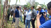 Sinergi Perhutani Bersama Para Pihak Sukseskan Ketahanan Gula Nasional di Jombang