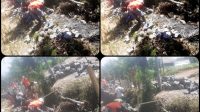 Perbaikan Plesengan Di Tepi Jalan Raya Kluwut