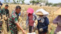 Dandim 0809/Kediri dan Warga Panen Jagung Di Lokasi TMMD ke-122