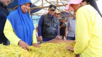 Pemkab Jombang Salurkan BLT DBHCHT Bagi Buruh Tani Tembakau dan Buruh Pabrik Rokok