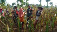 Wujud Percepatan Swasembada Pangan, Ini yang Dilakukan Koramil 0812/12 Modo