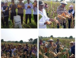 Jagung Melimpah di Cerme, Panen Raya Jagung Polsek Cerme bersama UPT Pertanian, dan Pemdes Sukoanyar