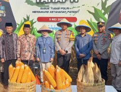 Panen Jagung Di Desa Sukosari Kecamatan Gondanglegi