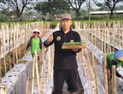 Pemdes Golan Kembangkan Potensi Melon Berkualitas Ekspor