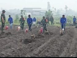 Sinergi TNI–Pemkab Kediri: Lahan 1,1 Hektare Disulap Jadi Sentra Jagung, Petani Siap Panen Harapan