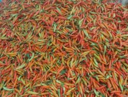 Harga Cabai Kediri Melejit Tembus Rp97 Ribu/Kg, Petani Libur Petik Akibat Hujan Seharian