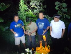 Nekat Tanam Ganja di Rumah, Dua Pria Plosoklaten Diciduk Satresnarkoba Polres Kediri