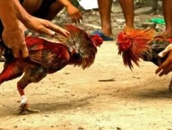 Ironi Ramadan di Bumi Desa Payaman: Sabung Ayam dan Judi Klotok Diduga Bebas Beroperasi, Warga Pertanyakan Ketegasan APH