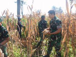 Panen Jagung Warnai TMMD ke-127 Kodim Kediri, TNI Turun Langsung ke Ladang Bersama Petani
