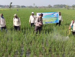 DINAS PERTANIAN LAMONGAN INISIASI GERAKAN PENGENDALIAN HAMA, MAS BHABIN SIDOMUKTI TURUN LANGSUNG KE SAWAH