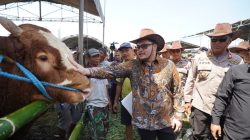Kontes Ternak Kediri 2026 Picu Perputaran Miliaran, Sapi Lokal Siap Naik Kelas Nasional