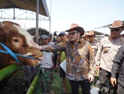 Kontes Ternak Kediri 2026 Picu Perputaran Miliaran, Sapi Lokal Siap Naik Kelas Nasional