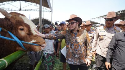 Kontes Ternak Kediri 2026 Picu Perputaran Miliaran, Sapi Lokal Siap Naik Kelas Nasional