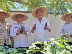 Lahan Kosong Disulap Jadi Kebun Produktif, Cabdin Kediri Panen Terong Perdana