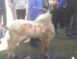 Hari Raya Idul Adha 1447 H.Perumda Tirta Kanjuruhan
