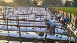Pemerintah Desa Golan Kembangkan Budidaya Melon untuk Dukung Ketahanan Pangan