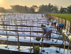 Pemerintah Desa Golan Kembangkan Budidaya Melon untuk Dukung Ketahanan Pangan