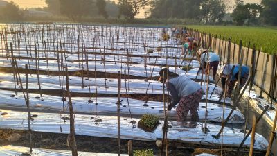 Pemerintah Desa Golan Kembangkan Budidaya Melon untuk Dukung Ketahanan Pangan