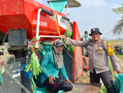 Panen Raya Penuh Berkah, Mas Bhabin Membaur di Sawah, Petani Nikmati Hasil Melimpah dan Harga Gabah Tinggi