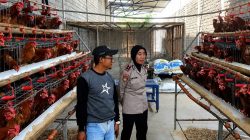 Dari Kandang Ayam, Ketahanan Pangan Dijaga! Kapolsek Papar Turun Langsung Dampingi Peternak