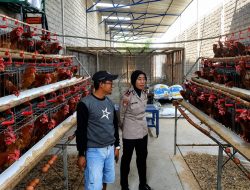 Dari Kandang Ayam, Ketahanan Pangan Dijaga! Kapolsek Papar Turun Langsung Dampingi Peternak