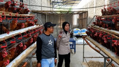 Dari Kandang Ayam, Ketahanan Pangan Dijaga! Kapolsek Papar Turun Langsung Dampingi Peternak