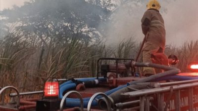 Api Lahap 5 Hektare Lahan Tebu di Ngancar, Damkar Kabupaten Kediri Gerak Cepat Selamatkan 5,2 Hektare