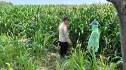 Kapolsek Kunjang Turun ke Sawah, Kawal Jagung Petani hingga Siap Panen
