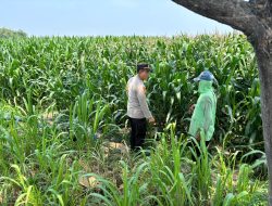 Kapolsek Kunjang Turun ke Sawah, Kawal Jagung Petani hingga Siap Panen